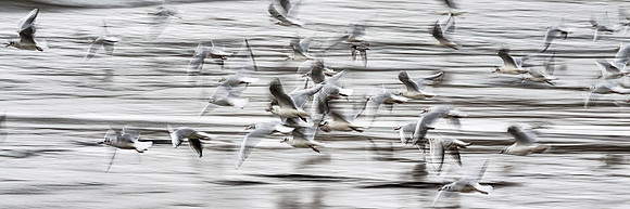 Gull's Ballyheigue, County Kerry