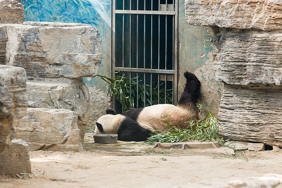 Panda, Beijing Zoo, China
