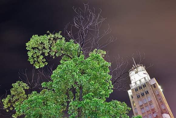 Tree, Nanjing Road, Shanghai, China