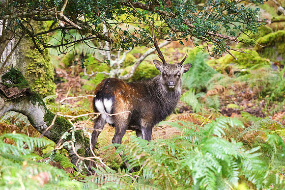 Sika Deer, Tomies Wood, Killarney, County Kerry