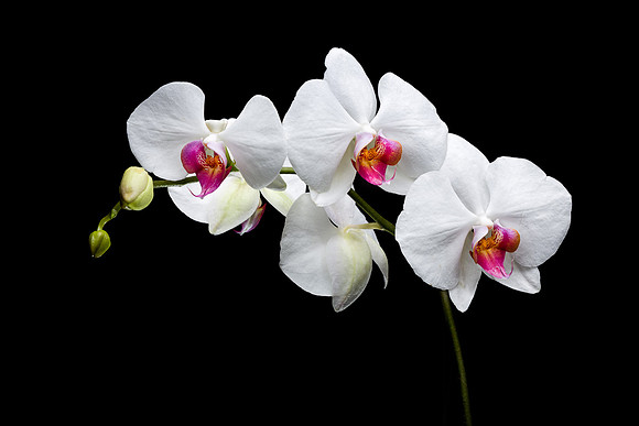 Orchid's