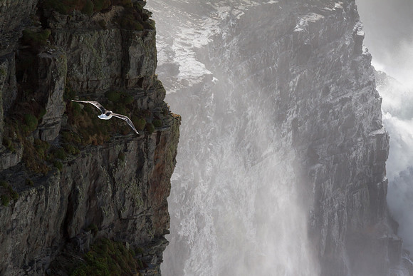 Updraft, Loop Head, County Clare