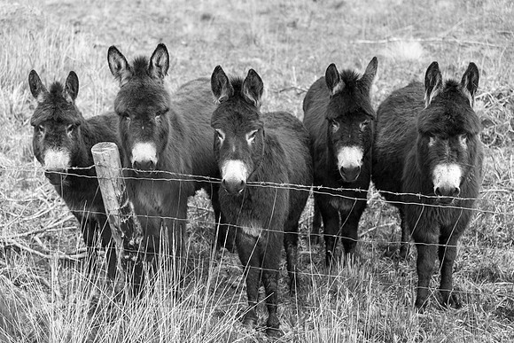 Five Donkeys, Ballaghbeama Gap, Glencar, County Kerry