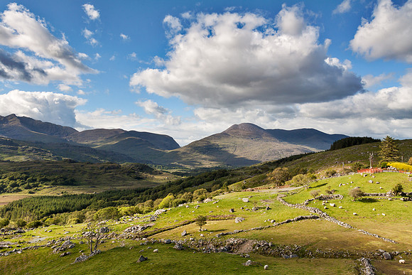 Grazing Sheep, Killarney, County Kerry