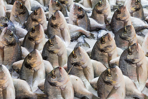 Sea Bream Athens Central Market
