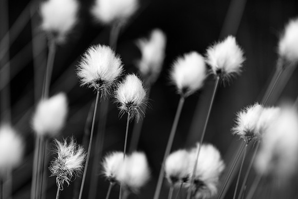 Bog Cotton