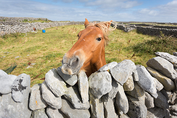 Horse, Inisheer, Aran Islands