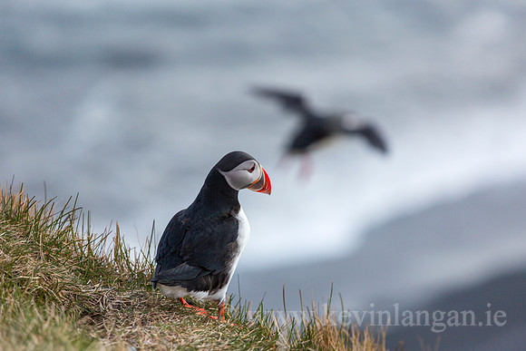 Puffins, Dyrhólaey, Iceland
