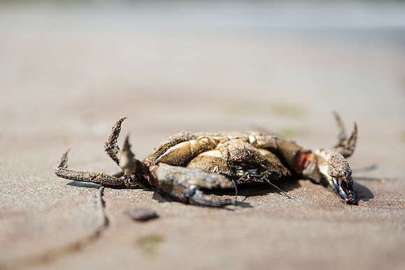 Dead Crab