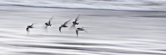 Skimming Turnstones, Ballyheigue, Co. Kerry