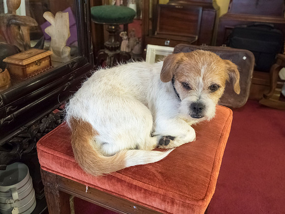 Old Dog, Antiques Shop, Kinsale