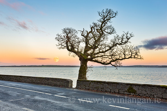 The Tarbert Oak, Tarbert