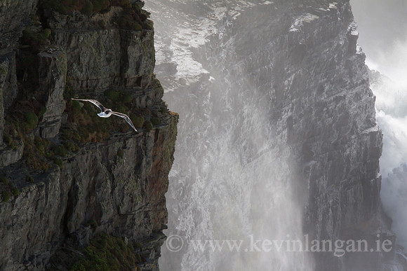 Updraft, Loop Head, County Clare